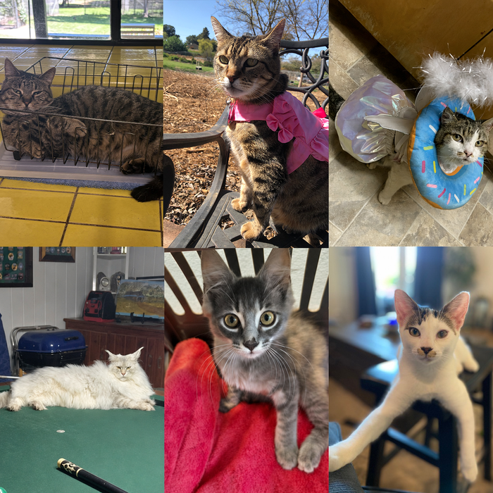 Meet Our Cats of the Month — August 2026