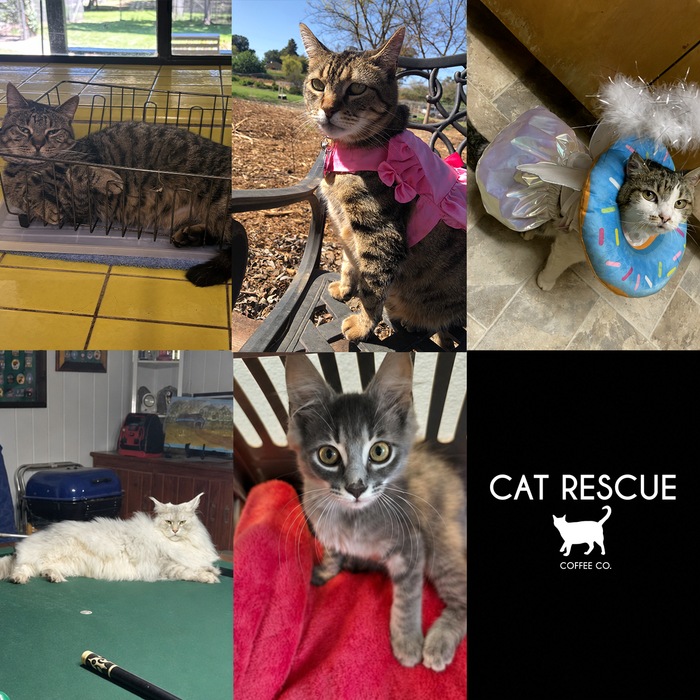 Meet Our Cats of the Month — August 2026