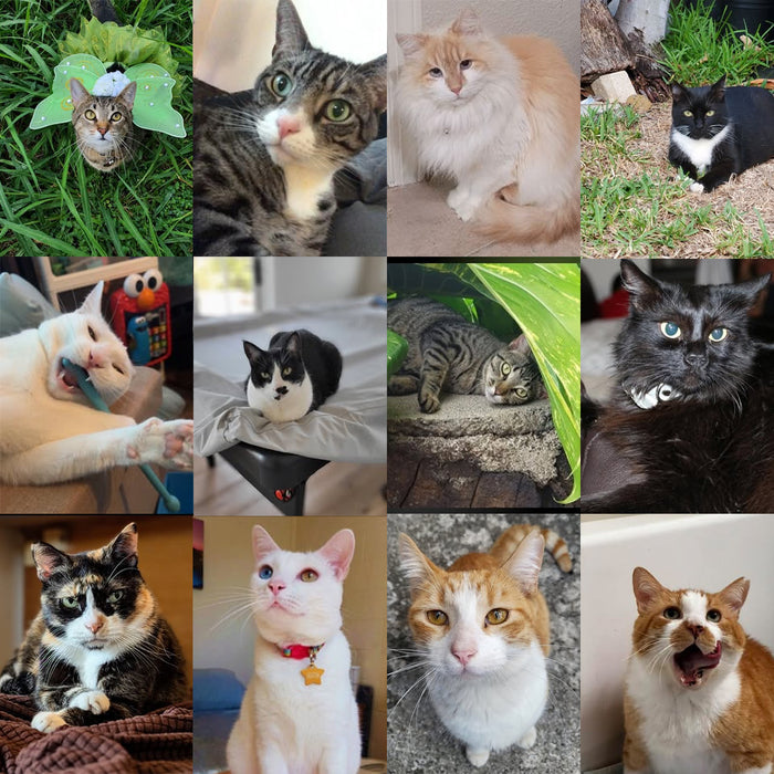 Meet Our Cats of the Month — August
