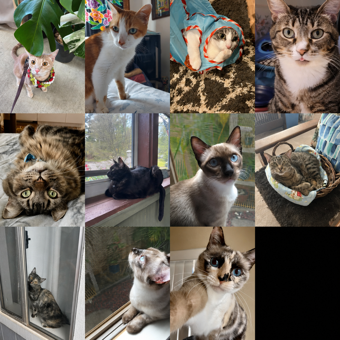 Meet Our Cats of the Month — June