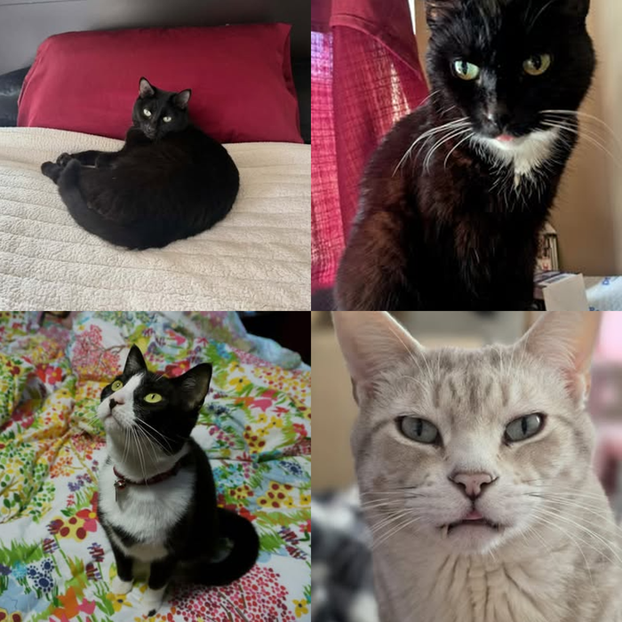 Meet Our Cats of the Month — September 2026