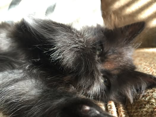 Cats of the Month Treats — May