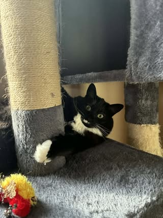 Cats of the Month Treats — May