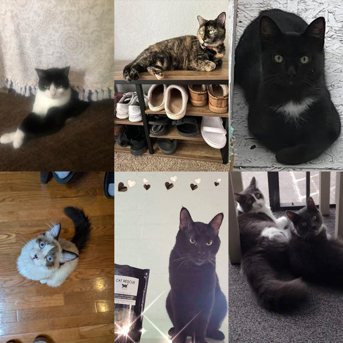 Meet Our Cats of the Month — July