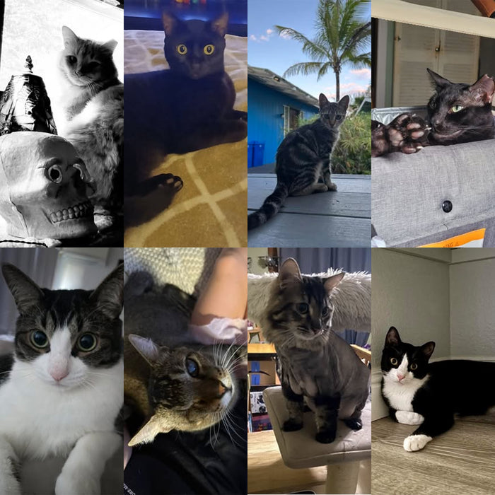 Meet Our Cats of the Month — November