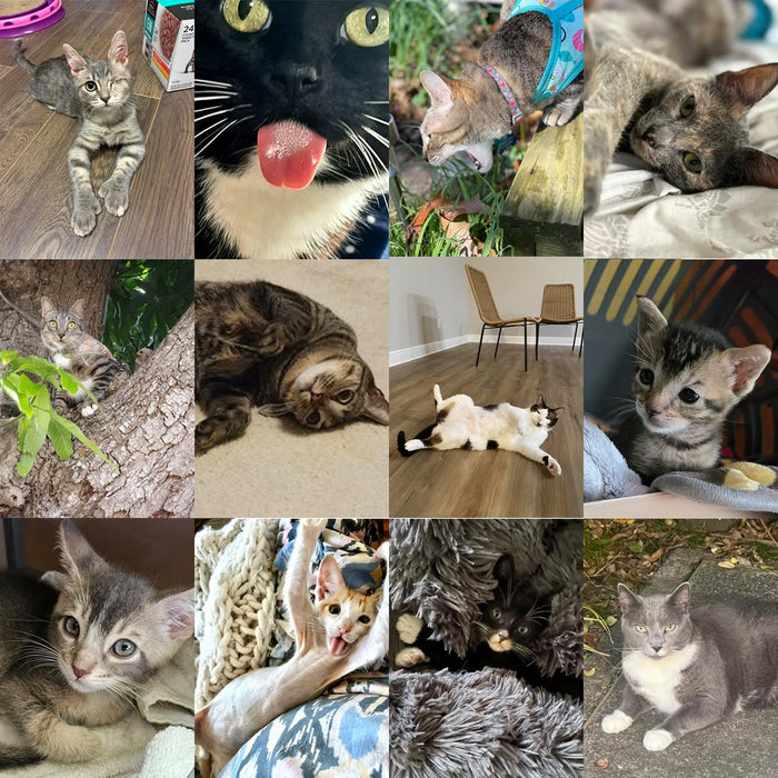 Meet Our Cats of the Month — September