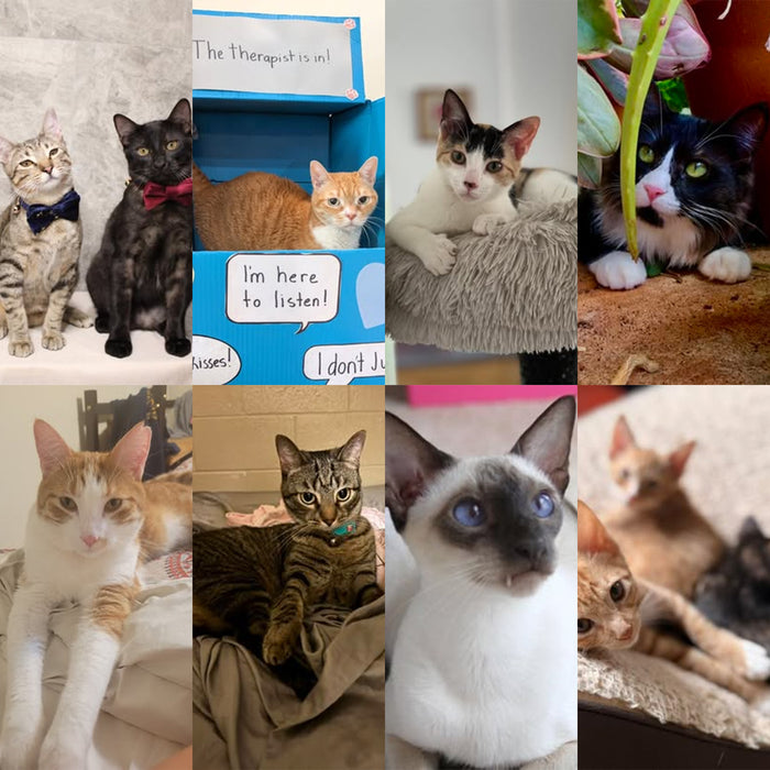 Meet Our Cats of the Month — October